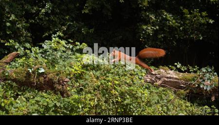 Rotes Eichhörnchen, Sciurus vulgaris, Erwachsener springt auf einem Baumstamm, Normandie in Frankreich Stockfoto