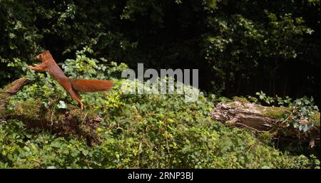 Rotes Eichhörnchen, Sciurus vulgaris, Erwachsener springt auf einem Baumstamm, Normandie in Frankreich Stockfoto