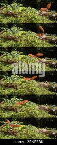 Rotes Eichhörnchen, Sciurus vulgaris, Erwachsener springt auf einem Baumstamm, Normandie in Frankreich Stockfoto