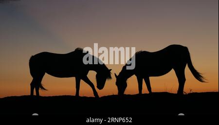 Camargue Horse, Pferde bei Sunrise, Saintes Marie de la Mer in Camargue, in Südfrankreich Stockfoto