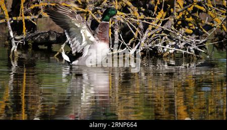 Stockente, anas platyrhynchos, Erwachsener männlicher Schnarchen, Teich in der Camargue in der Nähe von Saintes Maries de la Mer Stockfoto