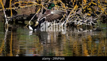 Stockente, anas platyrhynchos, Erwachsener männlicher Schnarchen, Teich in der Camargue in der Nähe von Saintes Maries de la Mer Stockfoto