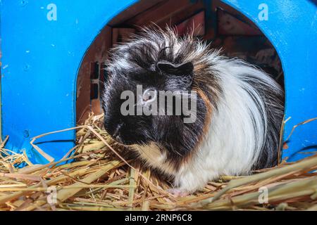 Braunes, schwarzes und weißes Meerschweinchen (Cavia porcellus), Kapstadt, Südafrika Stockfoto