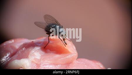 Fliegen Sie auf einem Stück Meet in der Normandie in Frankreich Stockfoto