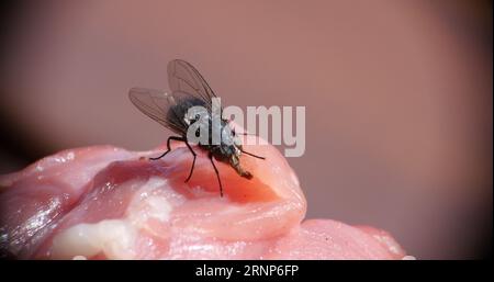 Fliegen Sie auf einem Stück Meet in der Normandie in Frankreich Stockfoto