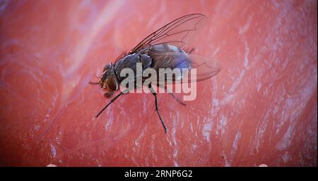 Fliegen Sie auf einem Stück Meet in der Normandie in Frankreich Stockfoto