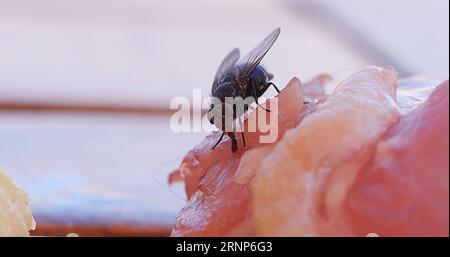 Fliegen Sie auf einem Stück Meet in der Normandie in Frankreich Stockfoto