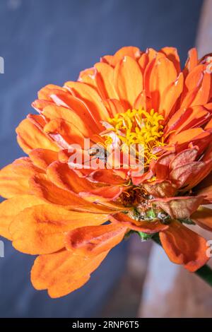 Lebhafte (Zinnia elegans) Zinnia Blooms - farbenfrohe Gartenblumen im Frühling, Südafrika Stockfoto