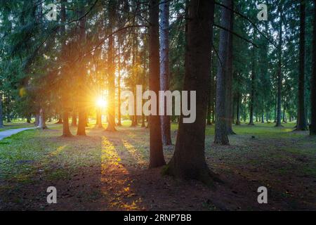 Sonne scheint durch die Bäume Stockfoto