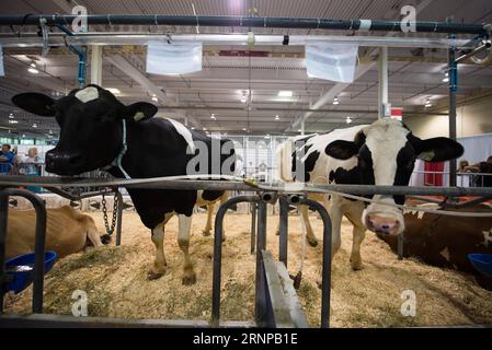 (170819) -- TORONTO (KANADA), 19. August 2017 -- Ontario Milk Cows werden auf der Canadian National Exhibition in Toronto, Kanada, am 18. August 2017 gesehen. Die Vereinigten Staaten eröffneten am Mittwoch die 23 Jahre alten Neuverhandlungen über das Nordamerikanische Freihandelsabkommen (NAFTA) mit einer Erklärung, dass sie größere Änderungen des Abkommens wünschen, die das Handelsgleichgewicht verschieben. Die kanadischen Geschäftsinhaber hoffen jedoch, dass die US-Verhandlungsführer aufgeschlossen sind, um den derzeitigen Fluss von Waren und Arbeitnehmern über die Grenze aufrechtzuerhalten, wenn nicht sogar zu verbessern. Obwohl die kanadische Milchindustrie von der ursprünglichen NAFTA-dea ausgeschlossen wurde Stockfoto