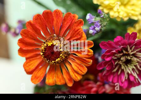 Makro bunte Zinnienblütenköpfe Stockfoto