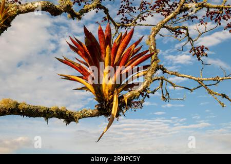 Bromelienbaum (Aechmea fasciata) eine Art blühender Pflanze in der Familie der Bromeliaceae, auch Silbervase oder Urnenpflanze genannt Stockfoto