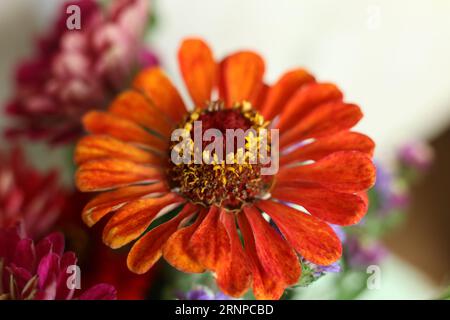 Makro bunte Zinnienblütenköpfe Stockfoto