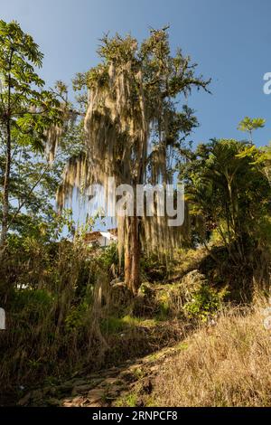 Eine riesige alte Eiche bedeckt mit spanischem Moos (Tillandsia Usneoides) auf einem Wanderweg in Jardin, Kolumbien bei Sunrise Stockfoto