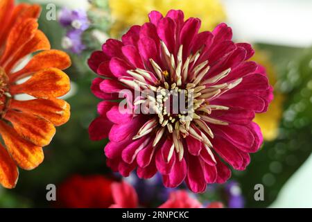 Makro bunte Zinnienblütenköpfe Stockfoto