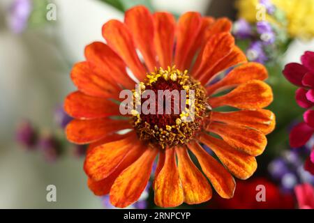 Makro bunte Zinnienblütenköpfe Stockfoto