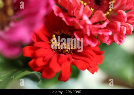 Makro bunte Zinnienblütenköpfe Stockfoto