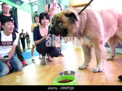 (170824) -- SHANGHAI, 24. August 2017 -- Ein kaukasischer Schäferhund wird auf der PET Fair Asia 2017 in Shanghai, der ostchinesischen Gemeinde Shanghai, am 24. August 2017 gesehen. Die PET Fair Asia 2017 startete am Donnerstag im Shanghai New International Expo Center, an dem 950 Aussteller aus aller Welt teilnahmen. ) (Xzy) CHINA-SHANGHAI-ASIAN PET EXHIBITION (CN) ChenxFei PUBLICATIONxNOTxINxCHN SHANGHAI 24. August 2017 ein kaukasischer Schäferhund IST Seen AUF der PET Fair Asia 2017 in Shanghai East China S Shanghai Municipality 24. August 2017 die PET Fair Asia 2017 startete AUF DER Shanghai New International EXPO CE Stockfoto