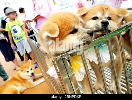 (170824) -- SHANGHAI, 24. August 2017 -- Akita Dogs werden auf der PET Fair Asia 2017 in Shanghai, der ostchinesischen Gemeinde Shanghai, am 24. August 2017 gesehen. Die PET Fair Asia 2017 startete am Donnerstag im Shanghai New International Expo Center, an dem 950 Aussteller aus aller Welt teilnahmen. ) (Xzy) CHINA-SHANGHAI-ASIAN PET EXHIBITION (CN) ChenxFei PUBLICATIONxNOTxINxCHN SHANGHAI 24. August 2017 Akita Dogs are Lakes AT the PET Fair Asia 2017 in Shanghai East China S Shanghai Municipality 24. August 2017 die PET Fair Asia 2017 startete AM Donnerstag mit 950 Uhr IM Shanghai New International EXPO Center Stockfoto