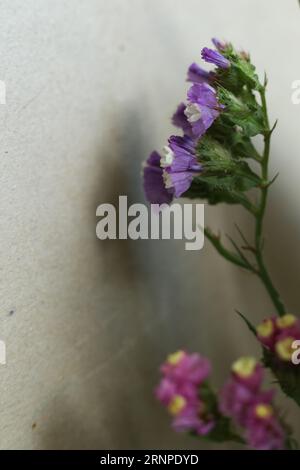 Eine Makroaufnahme von Limonium sinuatum, allgemein bekannt als Wellenblatt-Meereslavender, statice, Meereslavender, Kerbblatt-Sumpf-Rosmarin, rosa Meeresblume Stockfoto