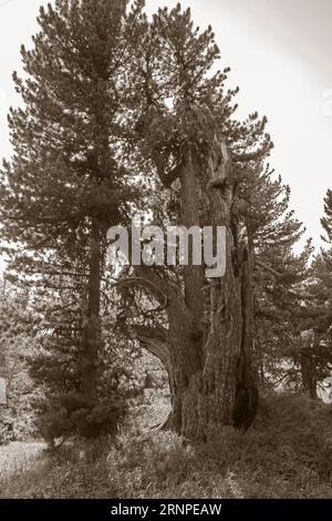 Der sehr alte Pinus cembra Baum im Engadiner Tal - Schweiz. Stockfoto