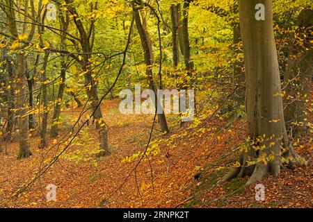 Herbstfarben im Wald in Shibden Hall, Halifax, West Yorkshire, Großbritannien Stockfoto