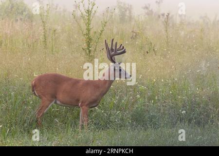 Acht Punkte Buck, der am frühen Morgen mit aufsteigendem Nebel aus einem Feld auftaucht Stockfoto