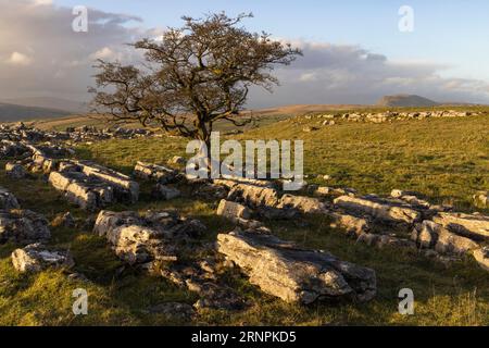 Kalksteinpflaster und einsamer Baum im Winskill Stones Nature Reserve oberhalb des Dorfes Langcliffe bei Settle, Yorkshire Dales, North Yorkshire, UK Stockfoto