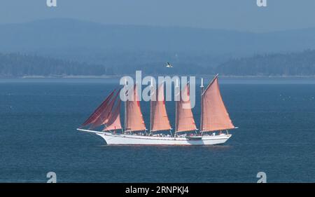 Vier Mastschoner in voller Segel, in Bar Harbor mit der amerikanischen Flagge im Vordergrund, mit Möwen fliegen Stockfoto