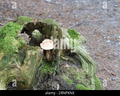 Baumstumpf mit Moos und Pilzen, die aus dem Zentrum wachsen, wie ein Märchen. Stockfoto