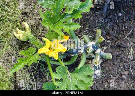 Die letzte Blüte auf einer Courgette-Pflanze im Spätsommer Stockfoto