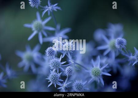 Eryngium. Mediterrane stechpalme, Eryngo-Blüten aus nächster Nähe. Heilkräuter. Sea Holly Blue Gesundheitspflege Blumen, Soft Focus. Thistle Blume mit Dornröschen Stockfoto