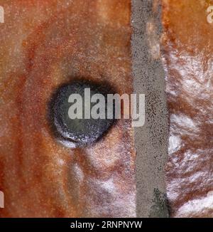 Wirkungen der Tomatenfäule - Nahaufnahme der weichen Bakterienfäule Stockfoto