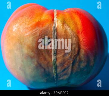 Wirkungen der Tomatenfäule - Nahaufnahme der weichen Bakterienfäule Stockfoto