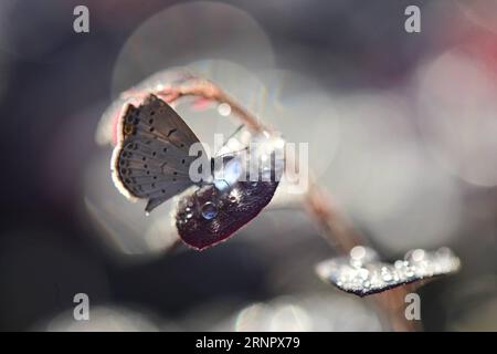 (170910) -- PEKING, 10. September 2017 -- Foto vom 7. September 2017 zeigt einen Schmetterling, der auf einem Blatt ruht und auf dem Tautropfen aufliegen, im Jinhu County von Huai an, in der ostchinesischen Provinz Jiangsu. White Dew (Bailu), einer der 24 Sonnengründe, die Tau-Wickeln und den Beginn der Kälte bedeuten, fällt am Donnerstag dieses Jahres. ) WÖCHENTLICHE AUSWAHL VON XINHUA FOTO LiangxDebin PUBLICATIONxNOTxINxCHN Stockfoto