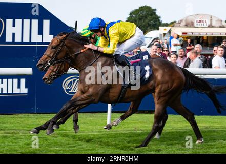 Beverley Racecourse, Beverley, Großbritannien, Samstag, 2. September 2023. Zenjabeela und Jockey Jack Mitchell machen es zum Doppelten für Jockey und Trainer Roger Varian, indem sie den IRE-Incentive IT Pay to Buy Irish EBF Fillies's Novice Stakes für Besitzer Sheikh Mohammed bin Khalifa Al Maktoum gewinnen. Credit JTW Equine Images / Alamy Live News Stockfoto