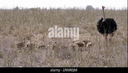 Strauß, struthio camelus, Männchen und Küken, die durch Savannah, Nairobi Nationalpark in Kenia spazieren Stockfoto