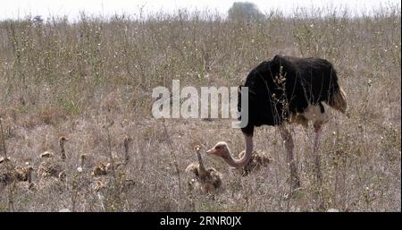 Strauß, struthio camelus, Männchen und Küken, die durch Savannah, Nairobi Nationalpark in Kenia spazieren Stockfoto