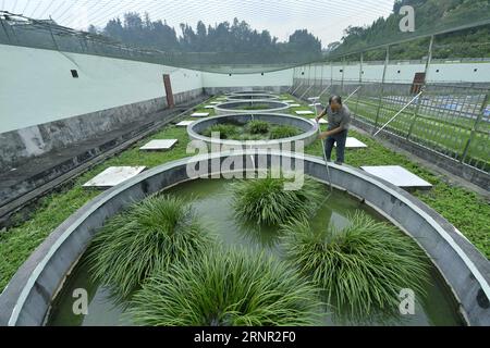 (170915) -- ENSHI, 15. September 2017 -- Zhao Rumeng reinigt Teiche an der künstlichen Brutstätte des chinesischen Riesensalamanders Huayuan im Xuan en County der Präfektur Enshi, Provinz Hubei in Zentralchina, 15. September 2017. Die Basis baute ein Wasserkreislaufsystem mit Bergquelle für die großräumige Züchtung von chinesischen Riesensalamander. Der riesige Salamander ist auch als Baby-Fisch bekannt, weil er Geräusche wie ein Baby weint. )(mcg) CHINA-HUBEI-ENSHI-CHINESISCHER RIESENSALAMANDER (CN) SongxWen PUBLICATIONxNOTxINxCHN Stockfoto