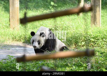 (170916) -- CHONGQING, 16. September 2017 -- der Riesenpanda Xinxing wird im Chongqing Zoo in Chongqing, Südwestchina, 16. September 2017 gesehen. Die Riesenpande Xinxing feierte am Samstag in Chongqing ihren 35. Geburtstag, was mehr als 100 Menschenjahren entspricht. Xinxing, das 114 Nachkommen hat, wurde 1982 im Baoxing County in der südwestchinesischen Provinz Sichuan geboren. )(mcg) CHINA-CHONGQING-RIESE PANDA XINXING-35. GEBURTSTAG (CN) TangxYi PUBLICATIONxNOTxINxCHN Stockfoto