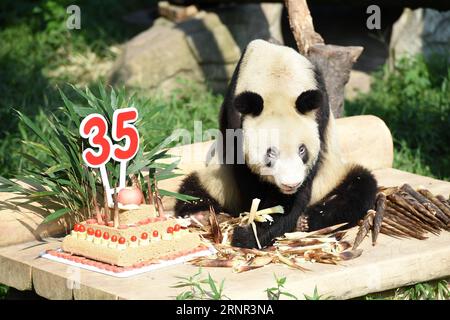 (170917) -- PEKING, 17. September 2017 -- der Riesenpanda Xinxing hat ein Essen im Chongqing Zoo in Chongqing, Südwestchina, 16. September 2017. Die Riesenpande Xinxing feierte am Samstag in Chongqing ihren 35. Geburtstag, was mehr als 100 Menschenjahren entspricht. Xinxing, das 114 Nachkommen hat, wurde 1982 im Baoxing County in der südwestchinesischen Provinz Sichuan geboren. WÖCHENTLICHE AUSWAHL VON XINHUA PHOTO TangxYi PUBLICATIONxNOTxINxCHN Stockfoto