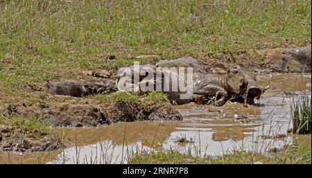 Warzenschwein, phacochoerus aethiopicus, Paar mit Schlammbad, Nairobi Park in Kenia Stockfoto