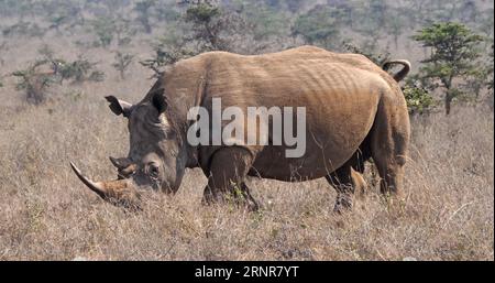 White Rhinoceros, ceratotherium simum, Female Walking, Nairobi Park in Kenia. Stockfoto