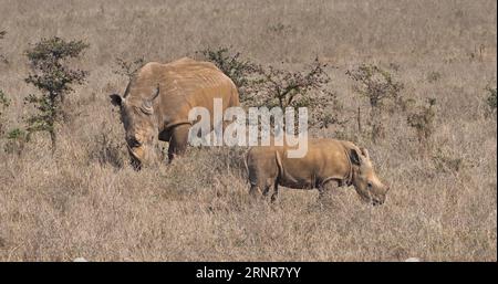 White Rhinoceros, ceratotherium simum, Mother and Calf, Nairobi Park in Kenia Stockfoto