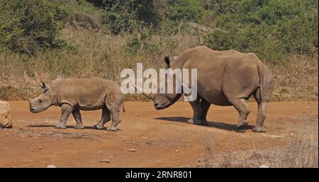 White Rhinoceros, ceratotherium simum, Mother and Calf, Nairobi Park in Kenia Stockfoto