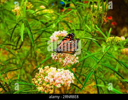 Ein farbenfroher Monarch-Schmetterling schlürft am Nektar einer spätsommerlichen Blüte einer Narrow Leaf Milkweed-Blüte. Stockfoto