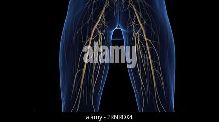 Männliche Beinnerven, Illustration. Stockfoto