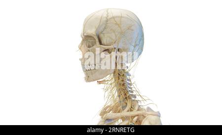 Menschlicher Schädel und Nerven, Illustration Stockfoto