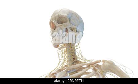 Menschlicher Schädel und Nerven, Illustration Stockfoto