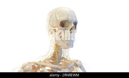 Menschlicher Schädel und Nerven, Illustration Stockfoto